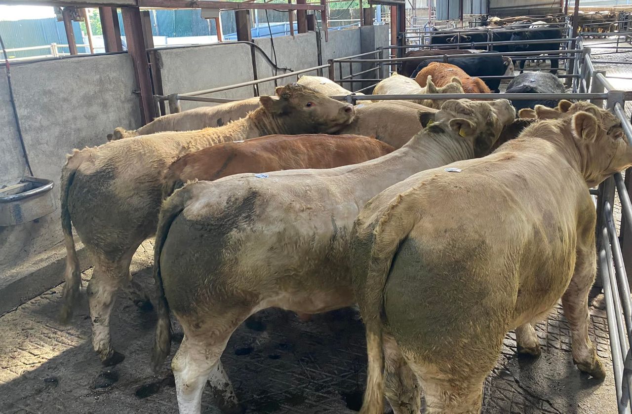 MII report: Beef factories to back farmers to cut GHGs