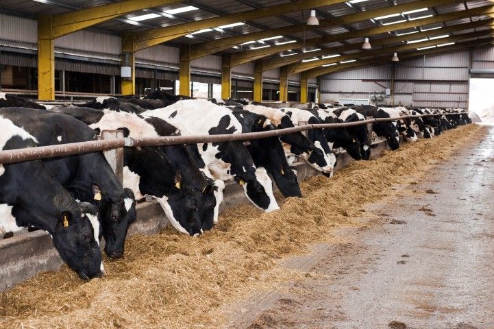 US milk production in August up 2%, as cow numbers remain steady