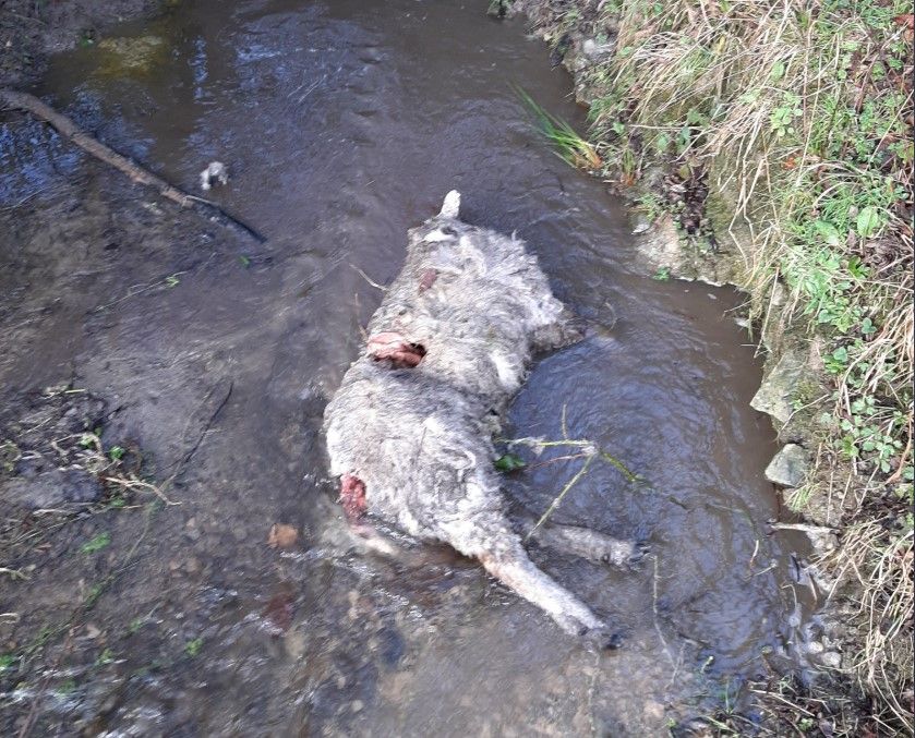 Sheep killed in overnight dog attack in Kilkenny