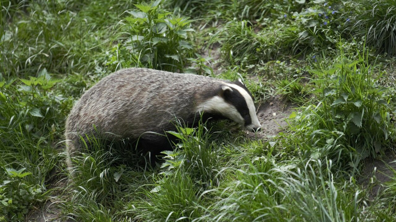 Badgers with worm infections more likely to have TB - study