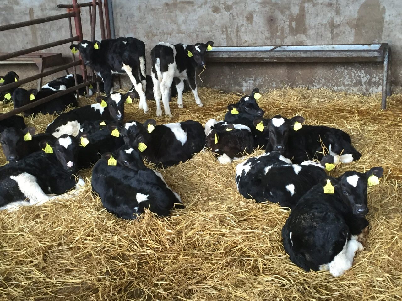 Bord Bia: Opportunity to enhance Irish veal production 'over time'