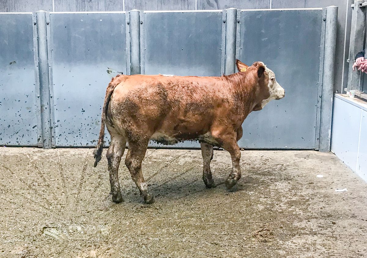 Mart report: BDGP eligible female sales aid heifer trade
