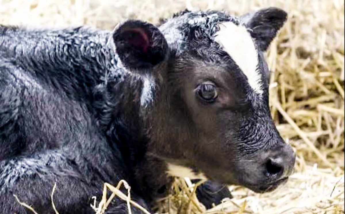 Farmers must 'continue strong focus on calf welfare' during calving