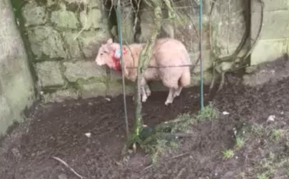 Video: Two sheep injured after attack in Carlow
