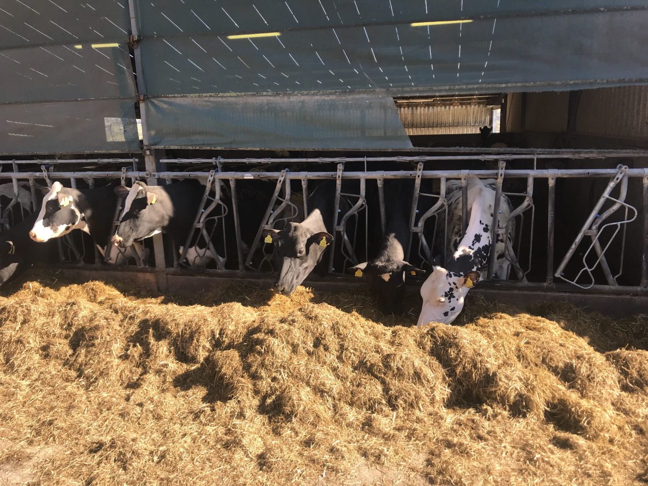 Dairy Focus: Operating a unique system in the Kingdom