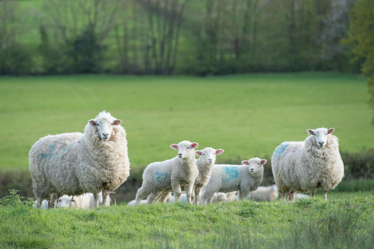 Take full advantage of buoyant lamb prices - CAFRE