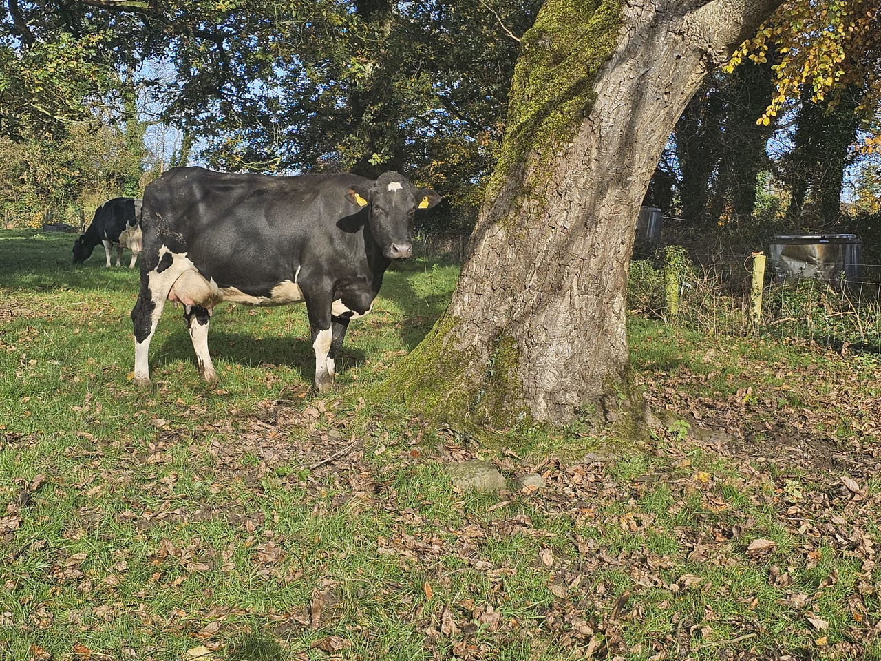 Cashel Blue herd set for full dispersal sale