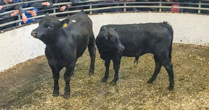 Friesian, Hereford and Angus bulls wanted for export