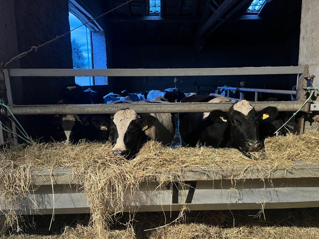 Bóthar ships 30 in-calf heifers to Kosovo to assist family farms