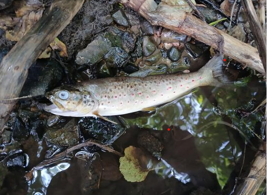 Dooley warns against speculation over 'causes' of Blackwater fish kill
