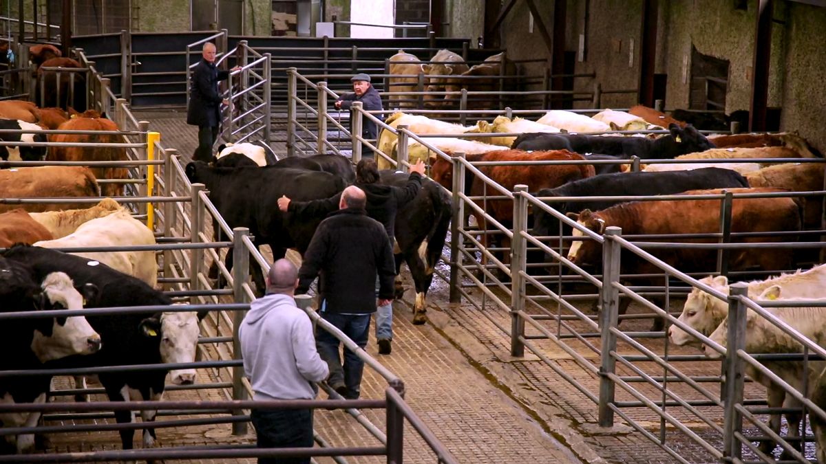 New 30-day restricted period for farms importing livestock