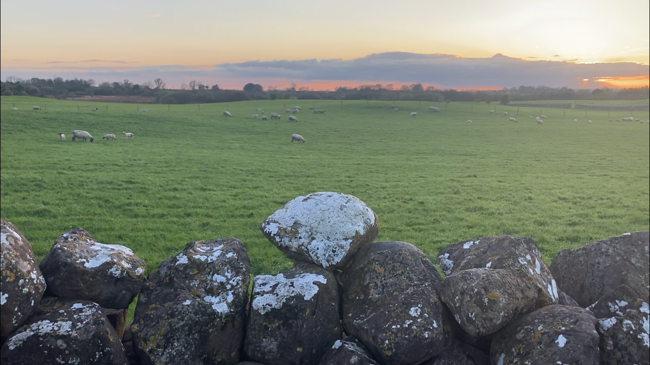 National sheep flock sees an increase in 2021