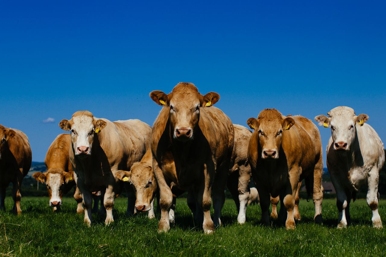 EU officially registers Irish Grass Fed Beef PGI
