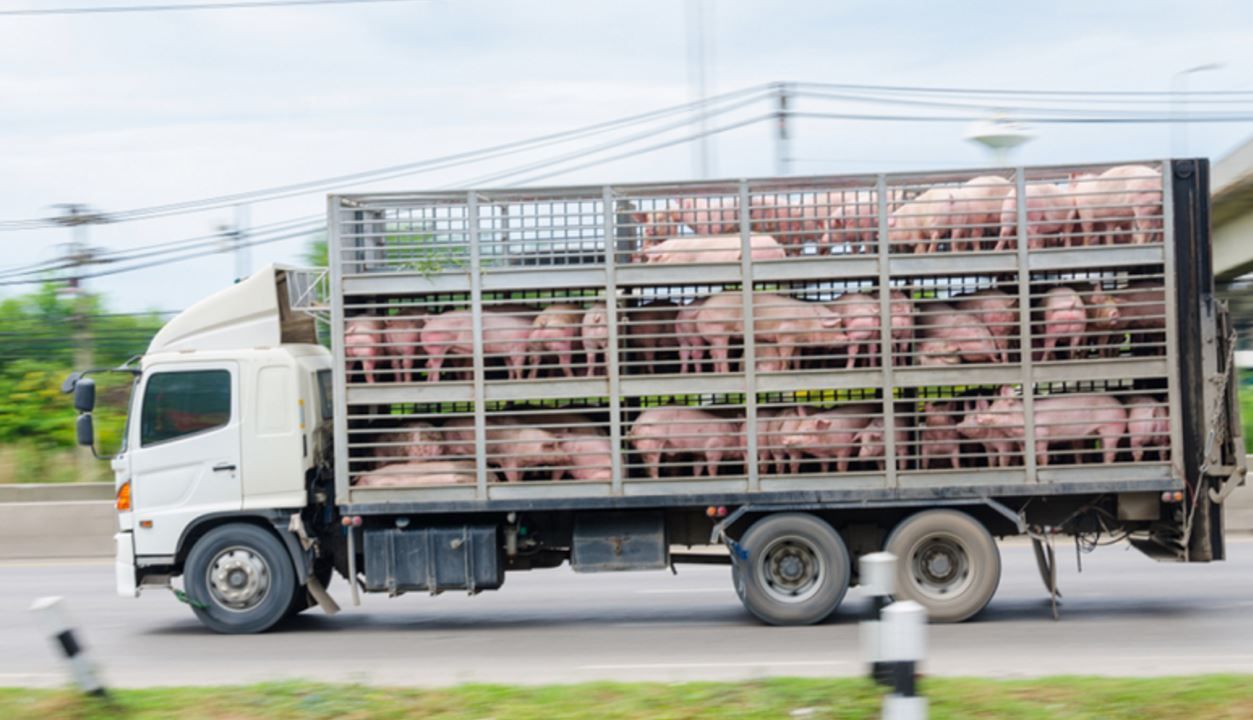 EFSA outlines concern over AMR spread in transport