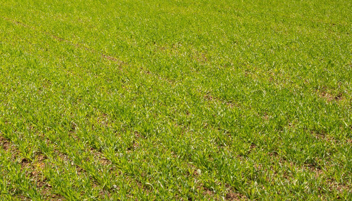 6,000 tillage farmers worked off 2 and 3-crop rule in 2017
