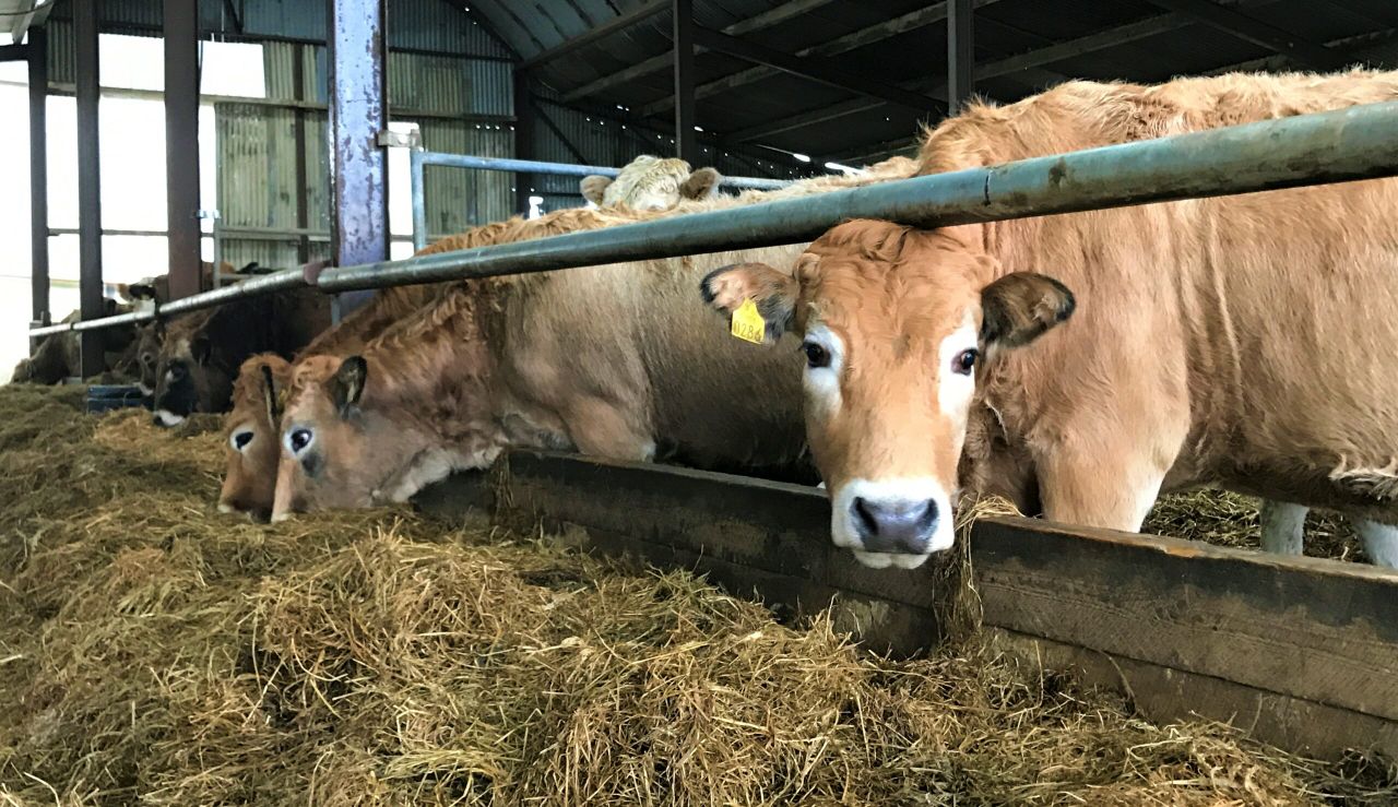 Beef focus: Finishing ability and easy calving top of the list in Co. Wexford