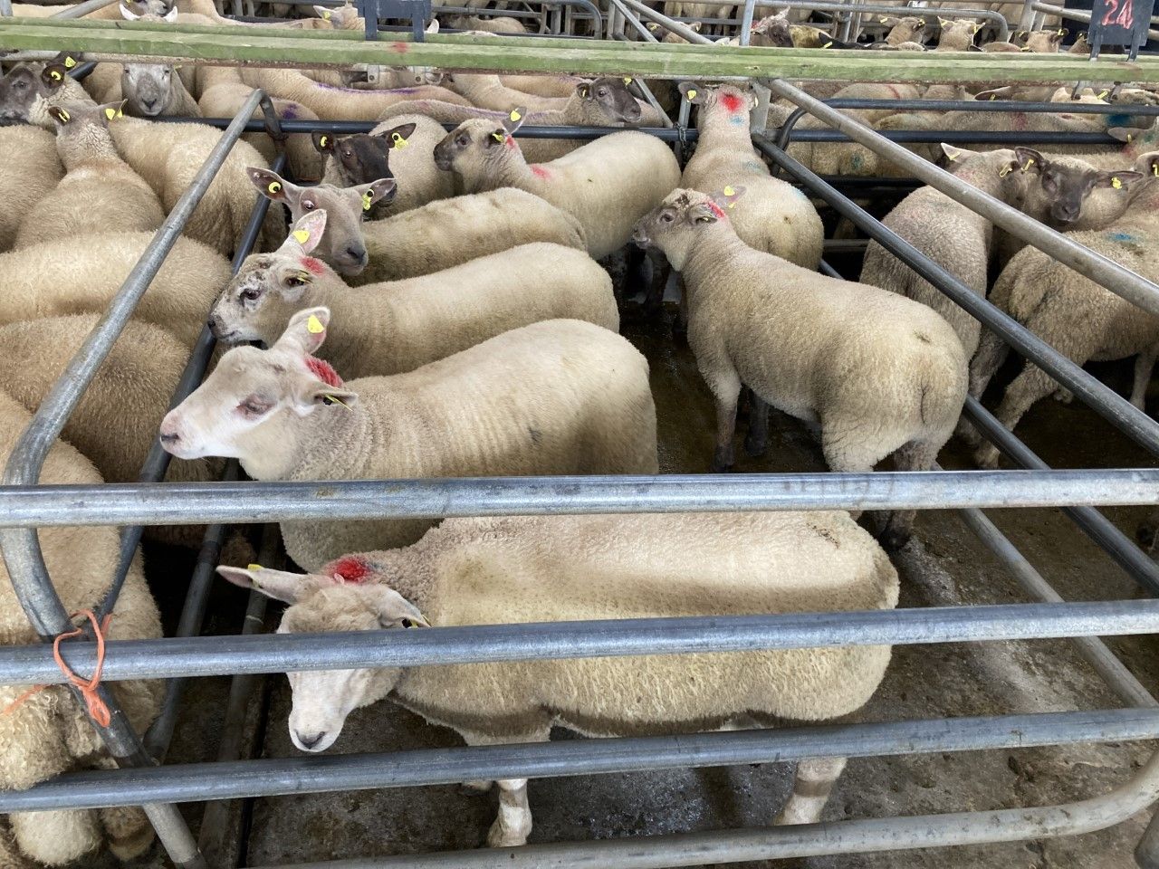 Northern sheep trade: Lamb prices take a 15-20p/kg hit