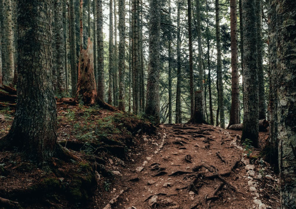 Coillte received permission to afforest 61ha in 2023