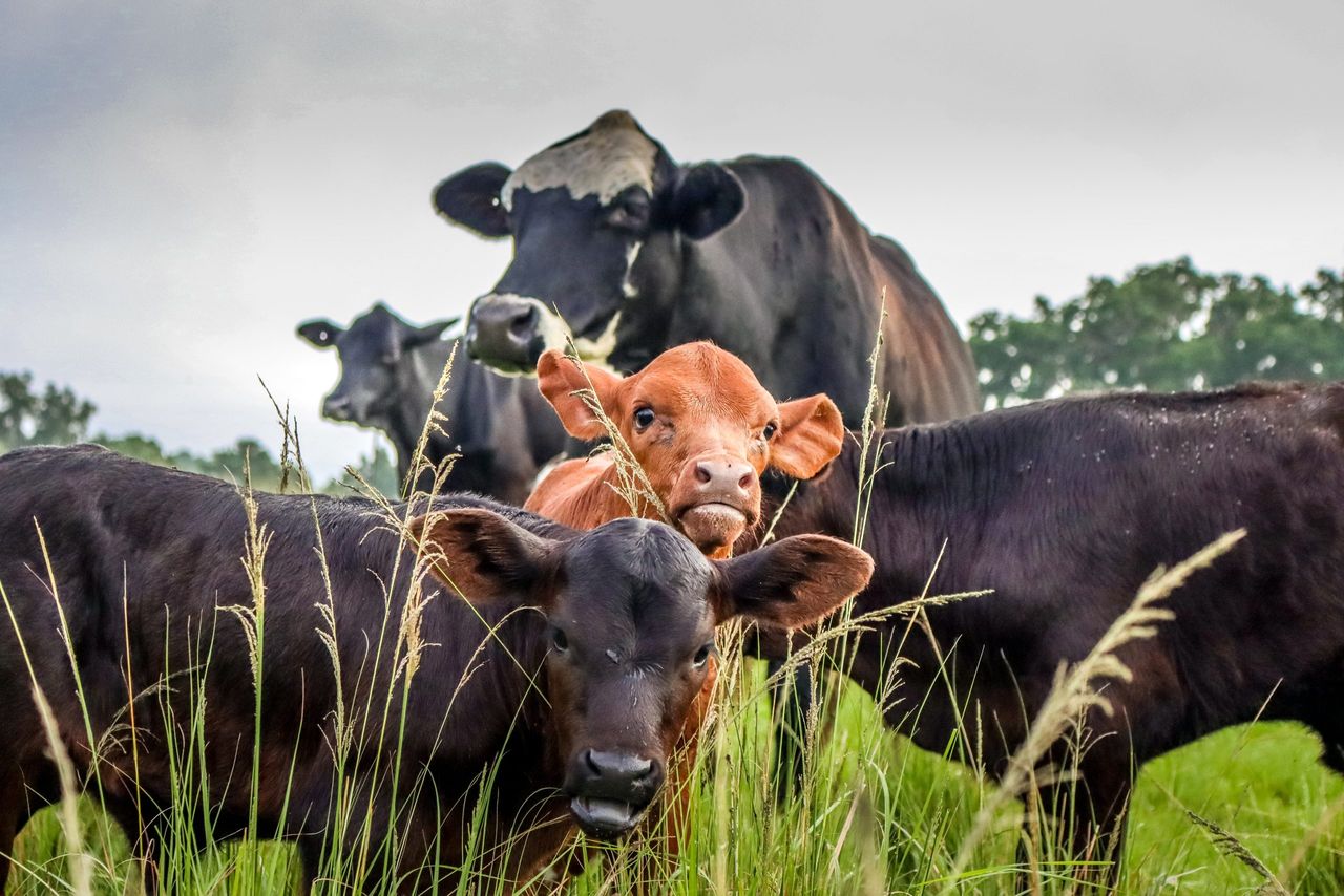 Mercosur 'poses gravest threat to Irish farmers' - Sinn Féin TD