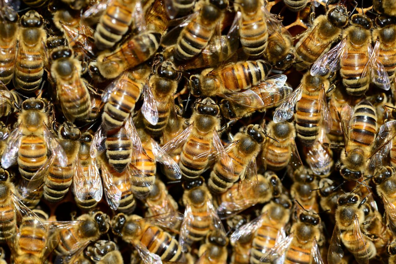 Canadian scientists breed better bees using 'animal husbandry'
