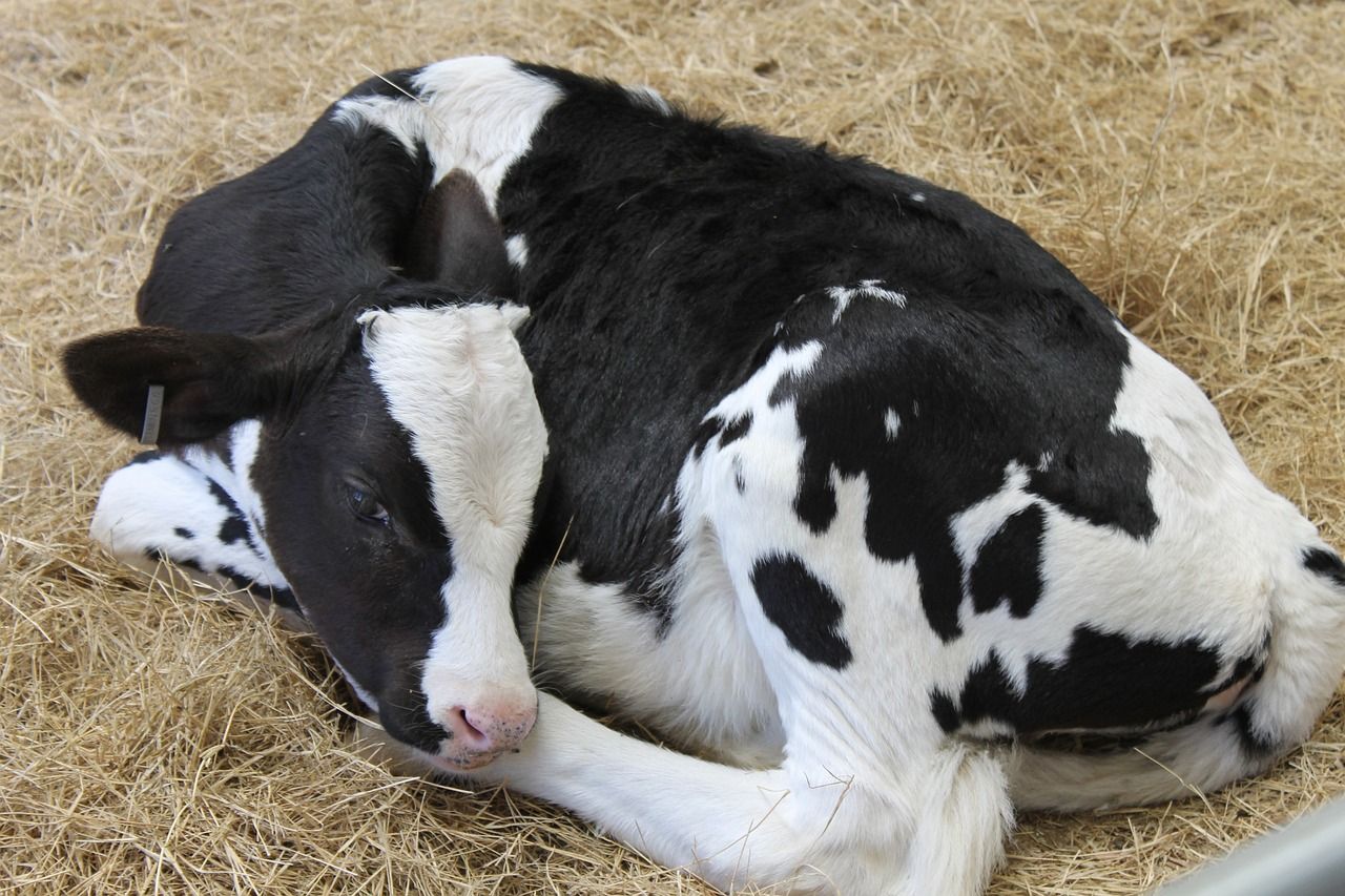 Agriland calf survey: Age/weight/slaughtering what do you think?