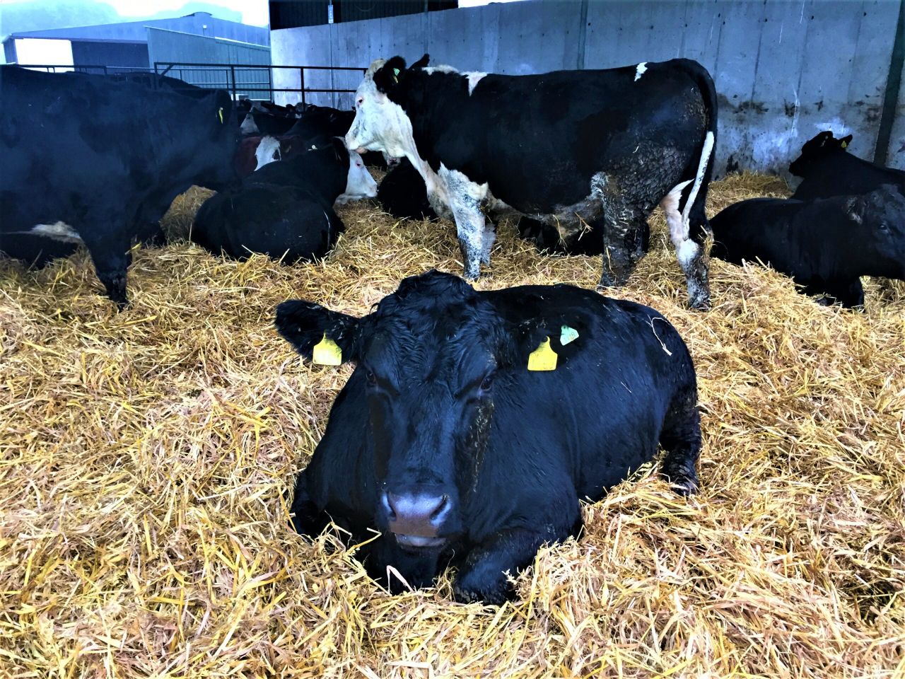 Video: Behind the scenes on ABP's dairy-beef farm