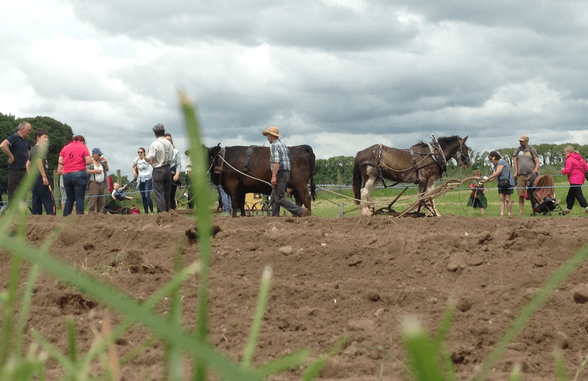 Video and picture highlights from Teagasc 1916 exhibition in Athenry