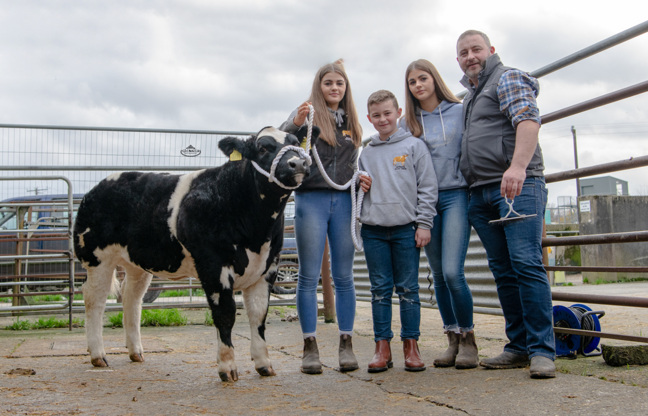 Video: Weanling heifer sells for €10,100 at sale in Donegal