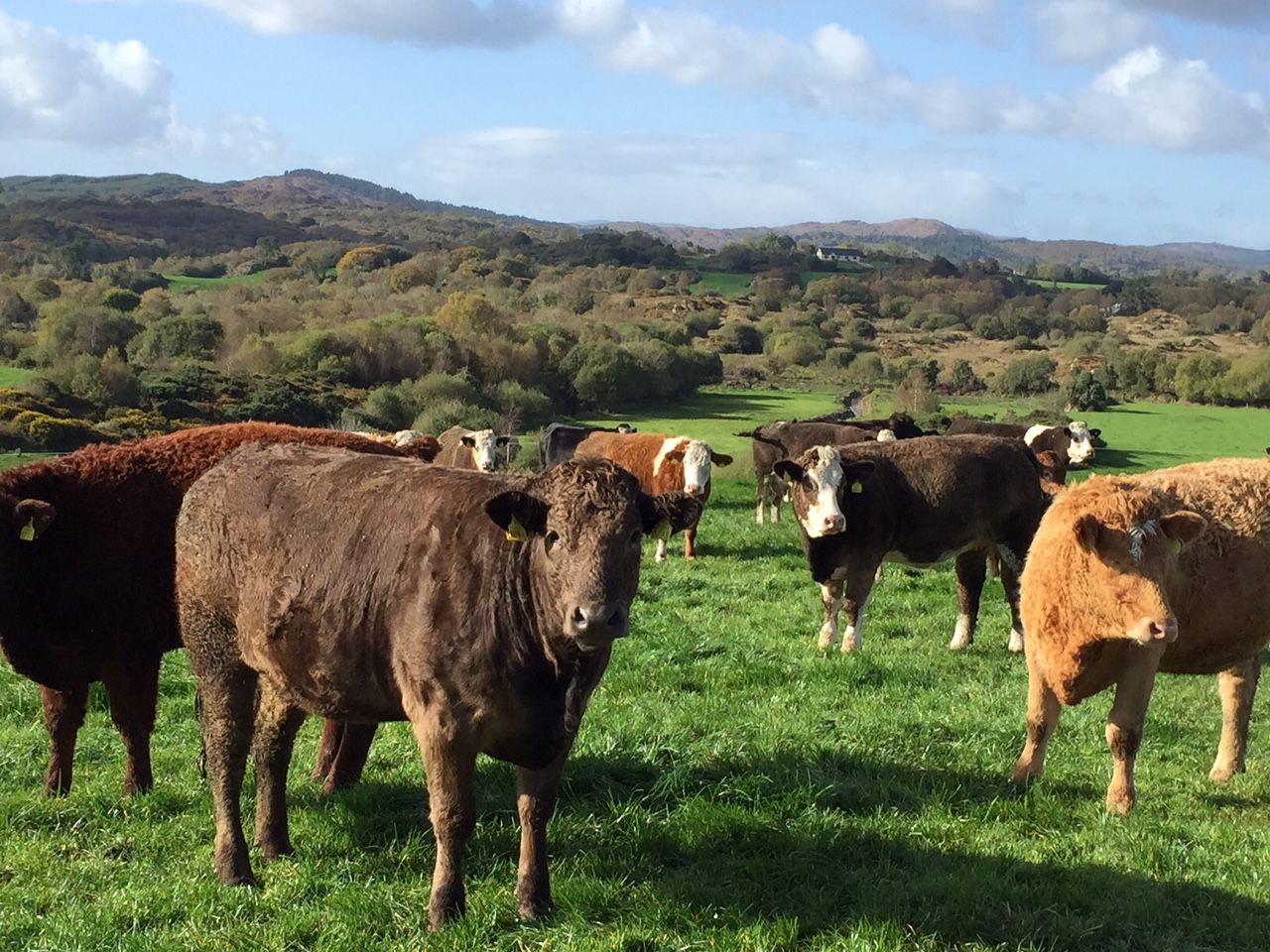 Gross margins on Better Beef Farms jump 53% since joining the programme