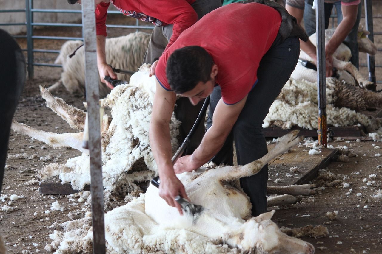 UK sheep sector facing 'looming animal welfare crisis' over lack of shearers