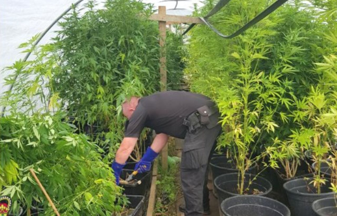 Police seize 'large cultivation' of cannabis plants from farm