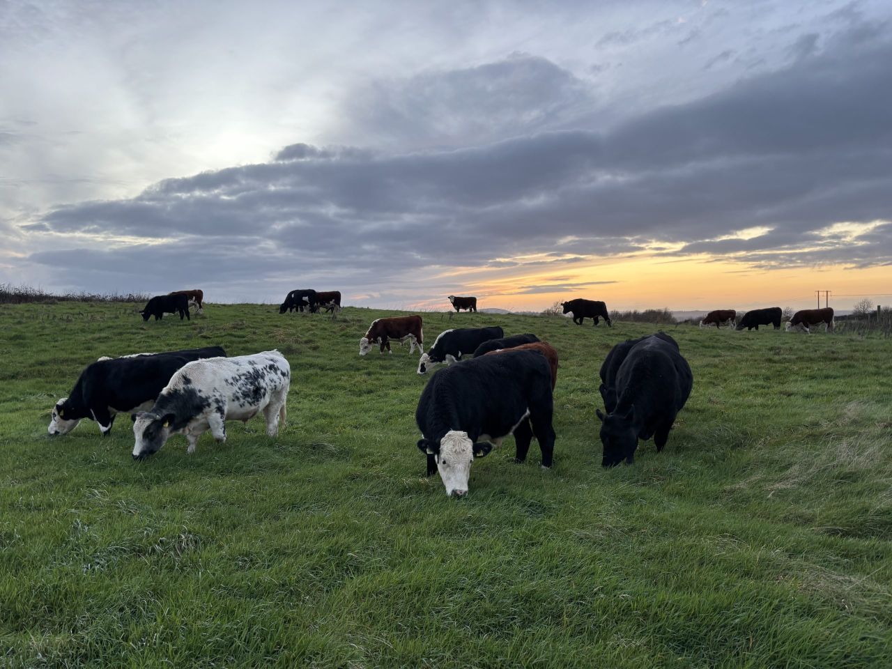 Factory quotes: Move to cut higher cattle price offers this week