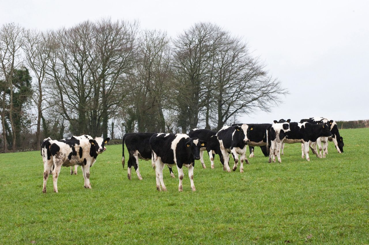 Award-winning heifer-rearing farm walk today