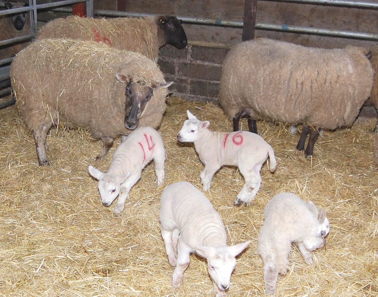 Sheep marts: Farmers have 'no interest' in buying in-lamb ewes