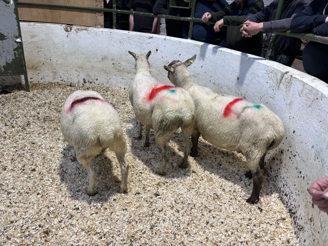 Sheep trade: Drop off in factory agent activity noticed at marts