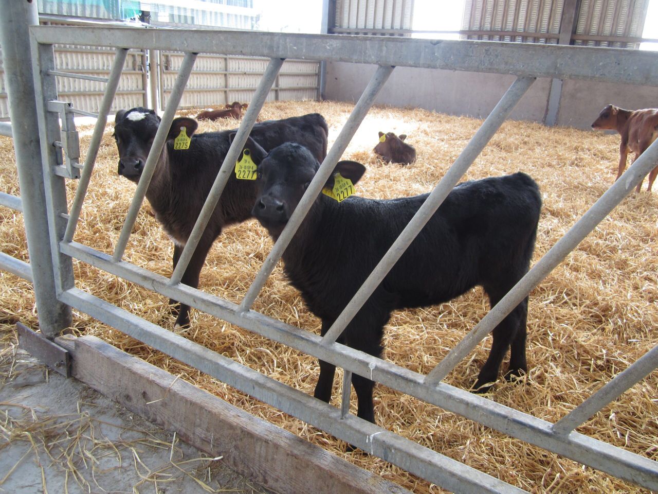 Autumn-calvings fall 16% as farmers move to spring-calving systems - ICBF