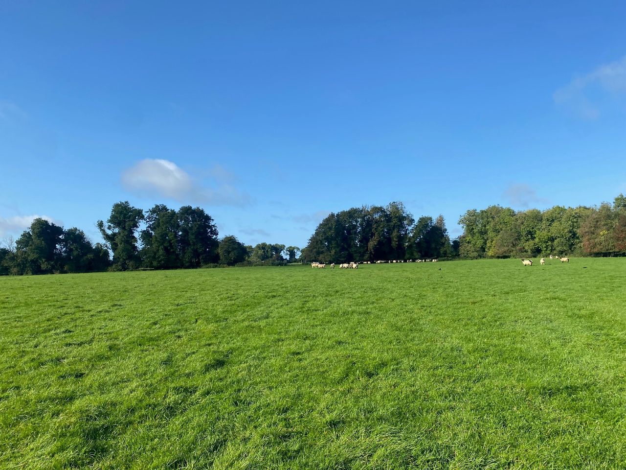 Property: Auction of €1.9m Kildare land amid farm restructuring