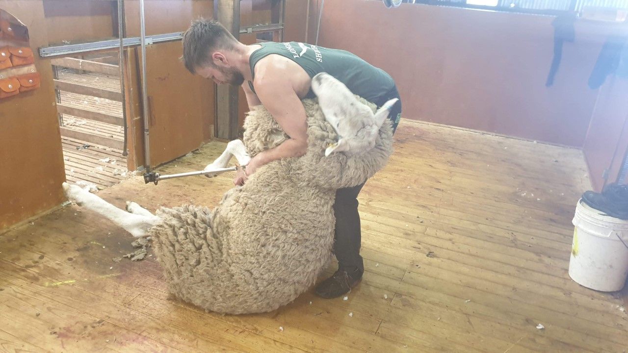 Catching up with an Irish sheep shearer...down in Australia