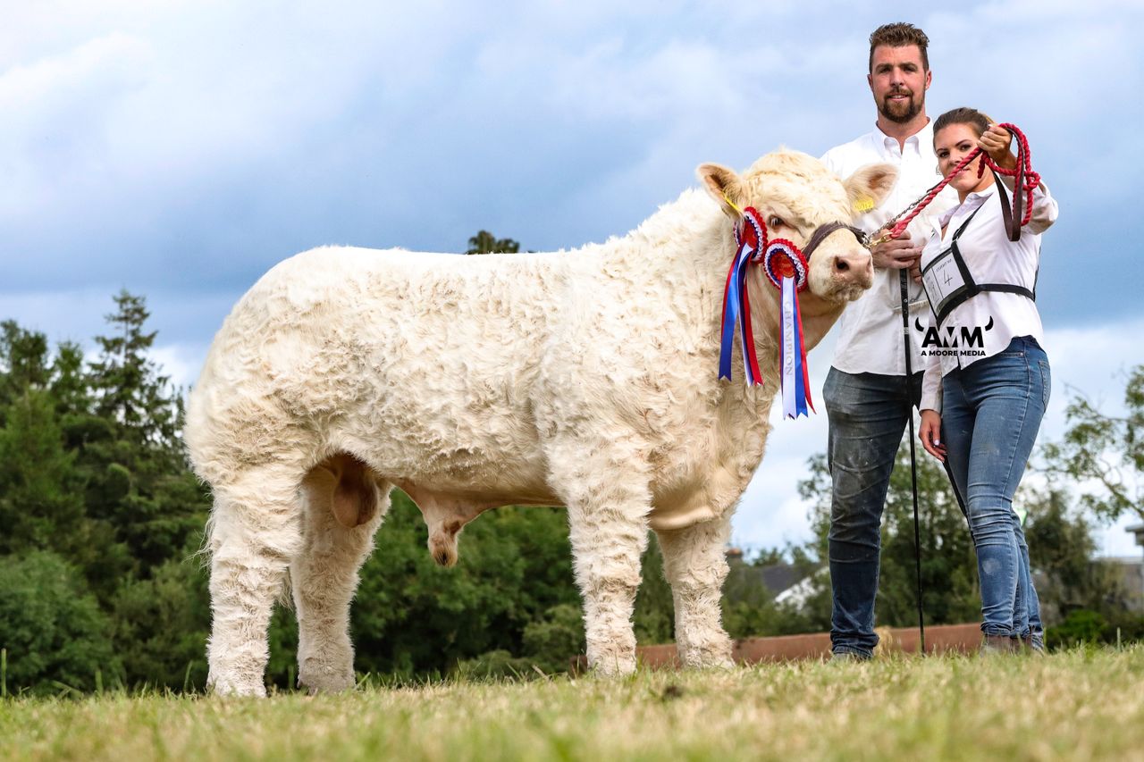 ‘Rising Stars’ head for new Charolais calf show