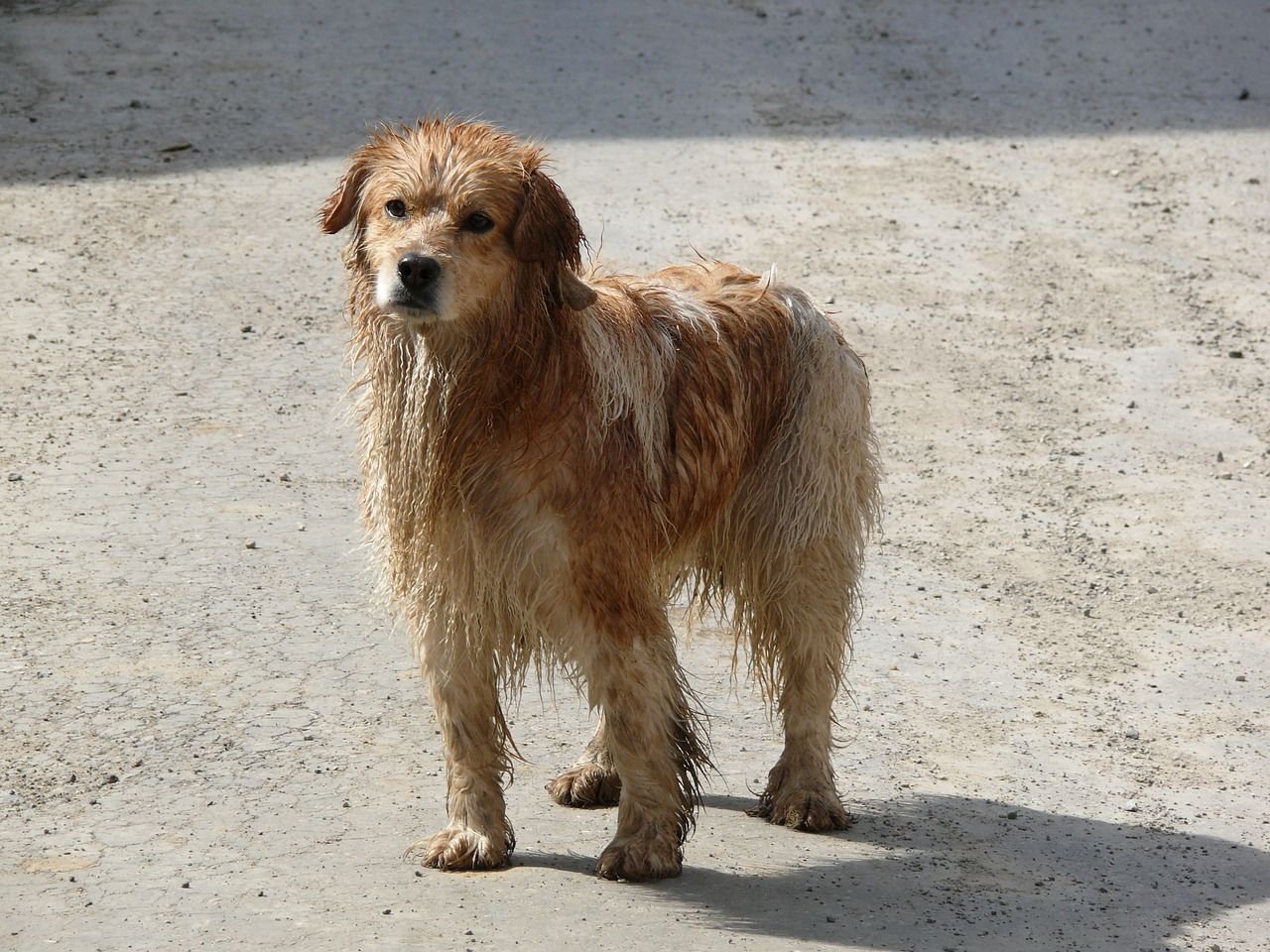 4 private companies running dog microchip databases - minister