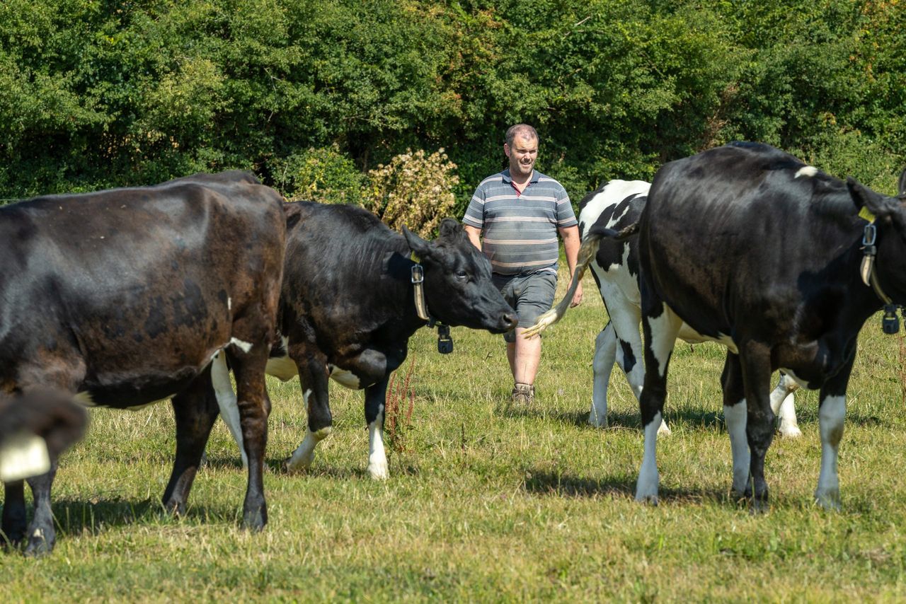 Dairy farmer: ‘Grass-fed is what differentiates us from rest of the world’