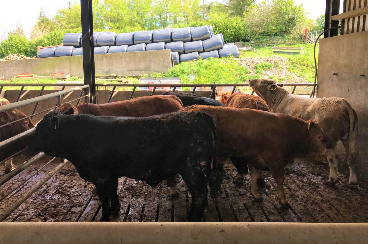 Weekly beef kill rises to almost 37,000 head
