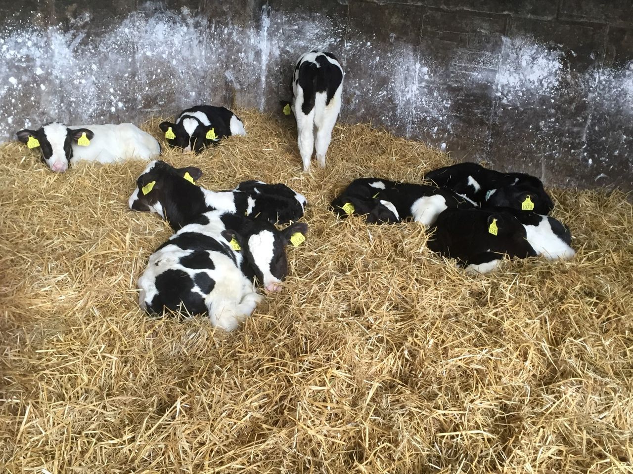 EBI values of genomic bulls set to fall by €30