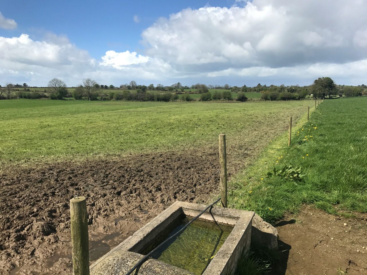 What grass covers should I be turning my cattle into?