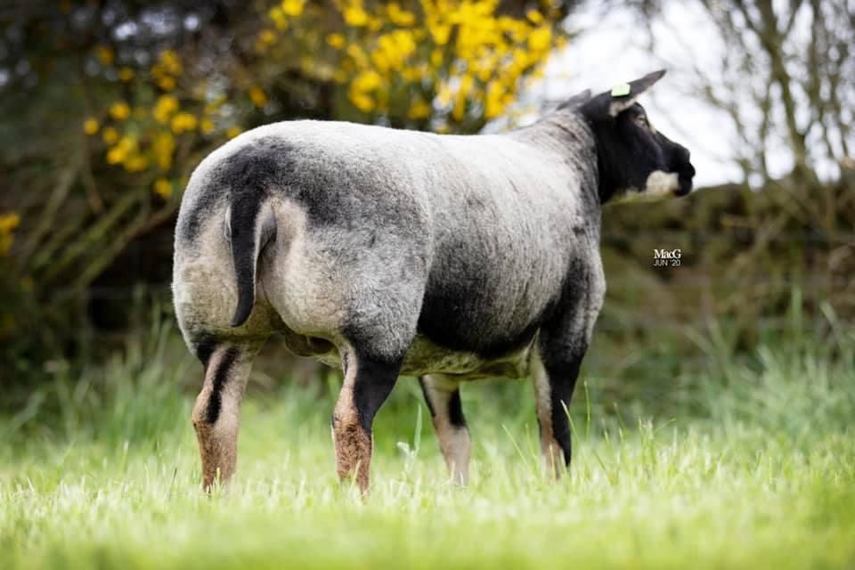 Summer Spectacular sheep sale set for Tullow Mart on Monday