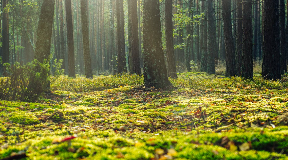 Planted forestry decreases by over 4,000ha in 7 years