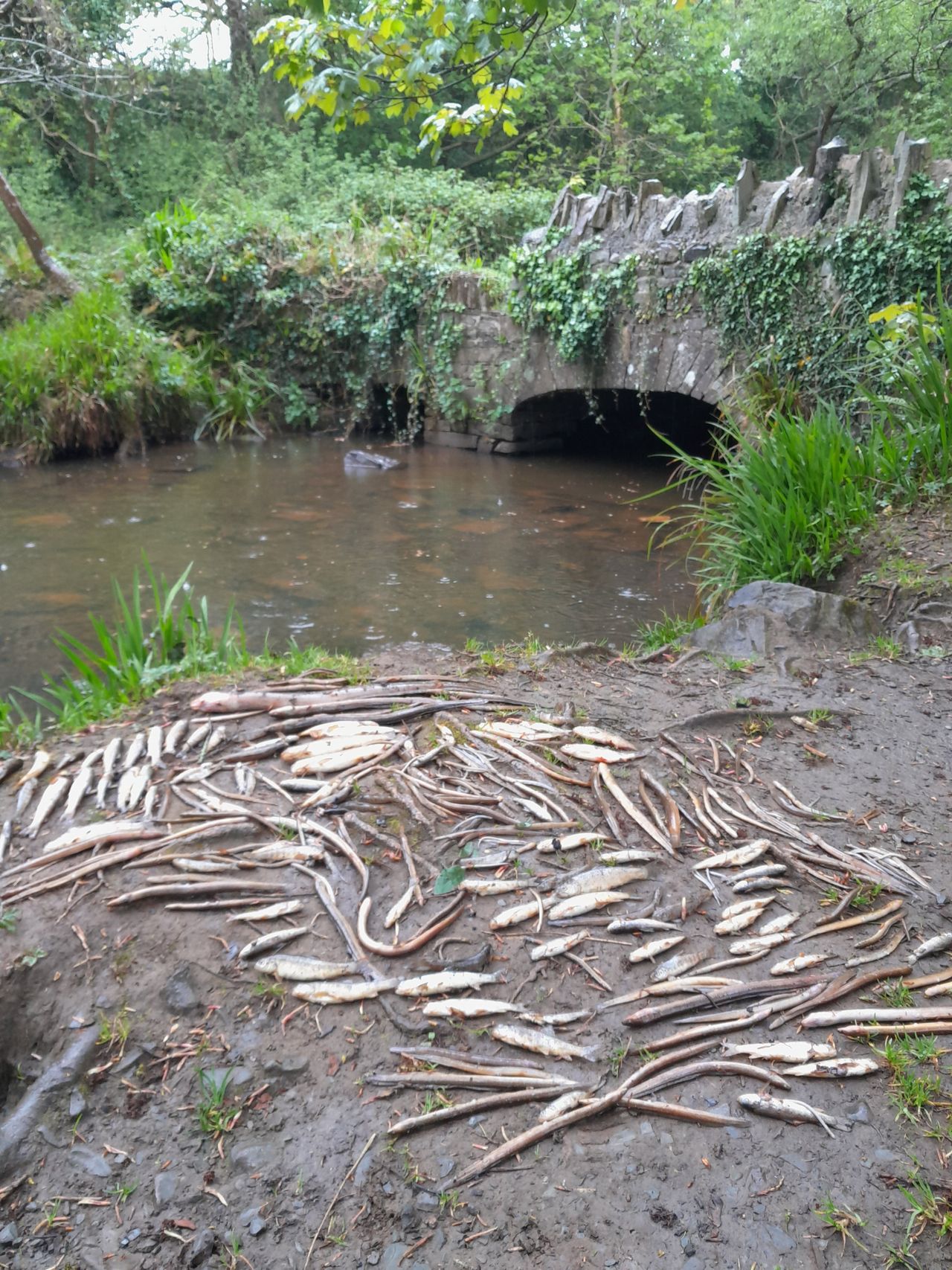 Uisce Éireann to pay over €15,000 after 'very significant fish kill'