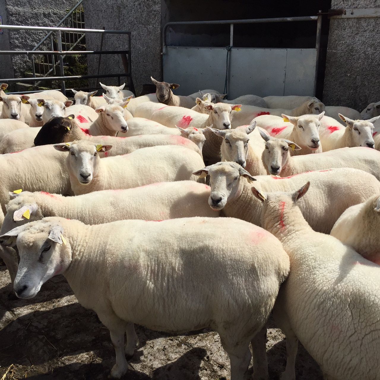 35% of Irish consumers eat lamb on 2 or more occasions each month