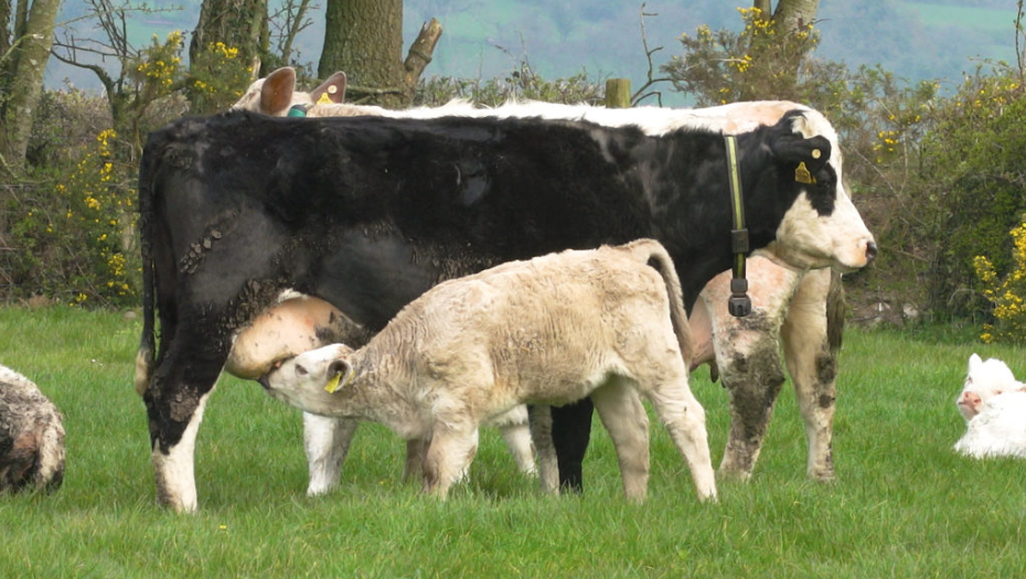Suckler calf numbers bounce back