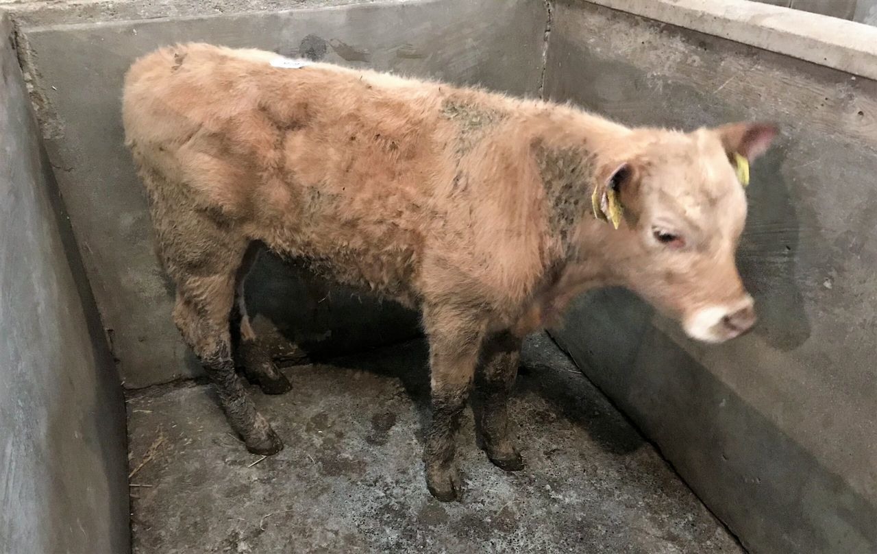 Pics and prices: Charolais bull calf hits €580 at Ballyjamesduff Mart